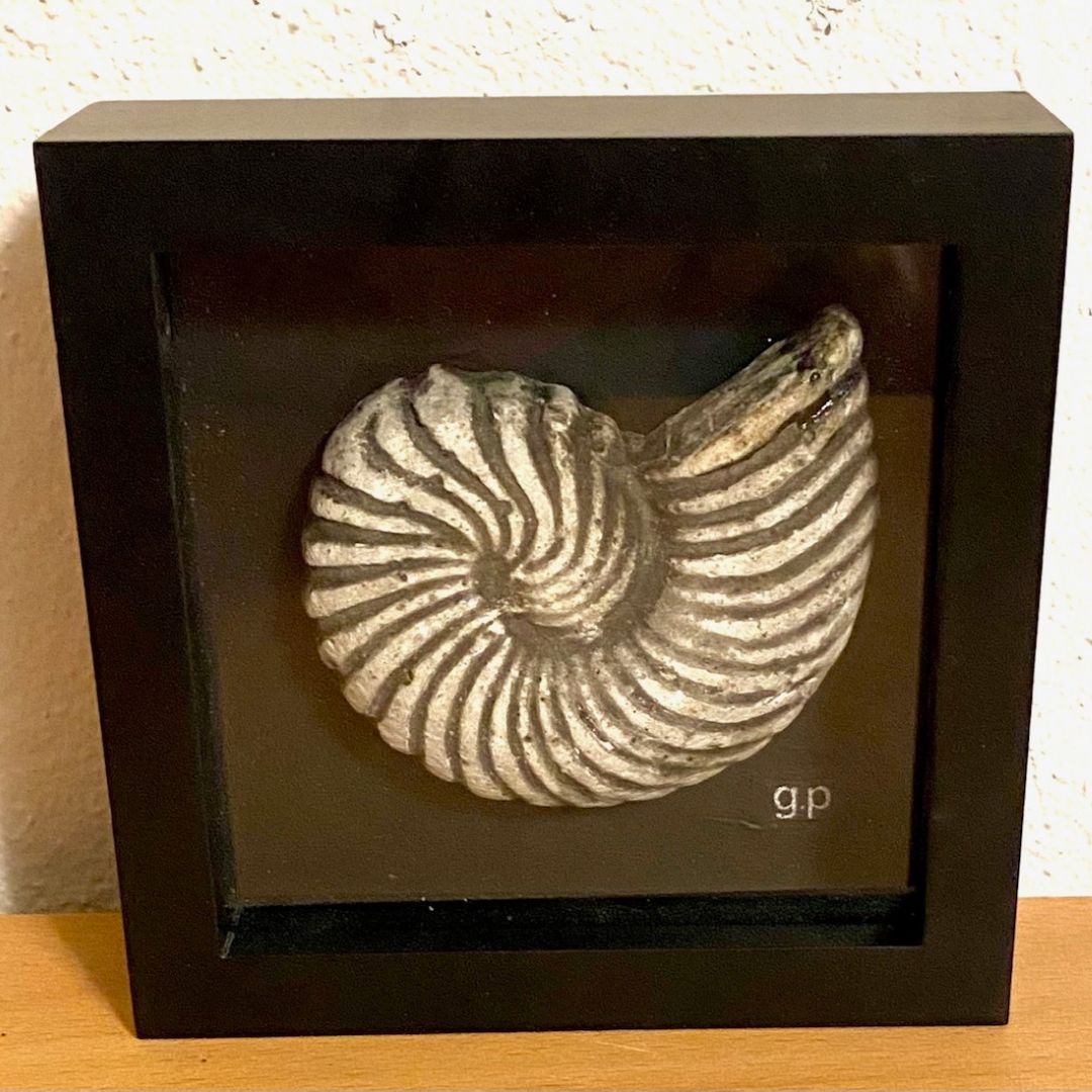 Bild "Fossiler Ammonit"